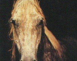 stallion Kaukasus ox (Arabian purebred, 1986, from Kilimandscharo 1968 ox)