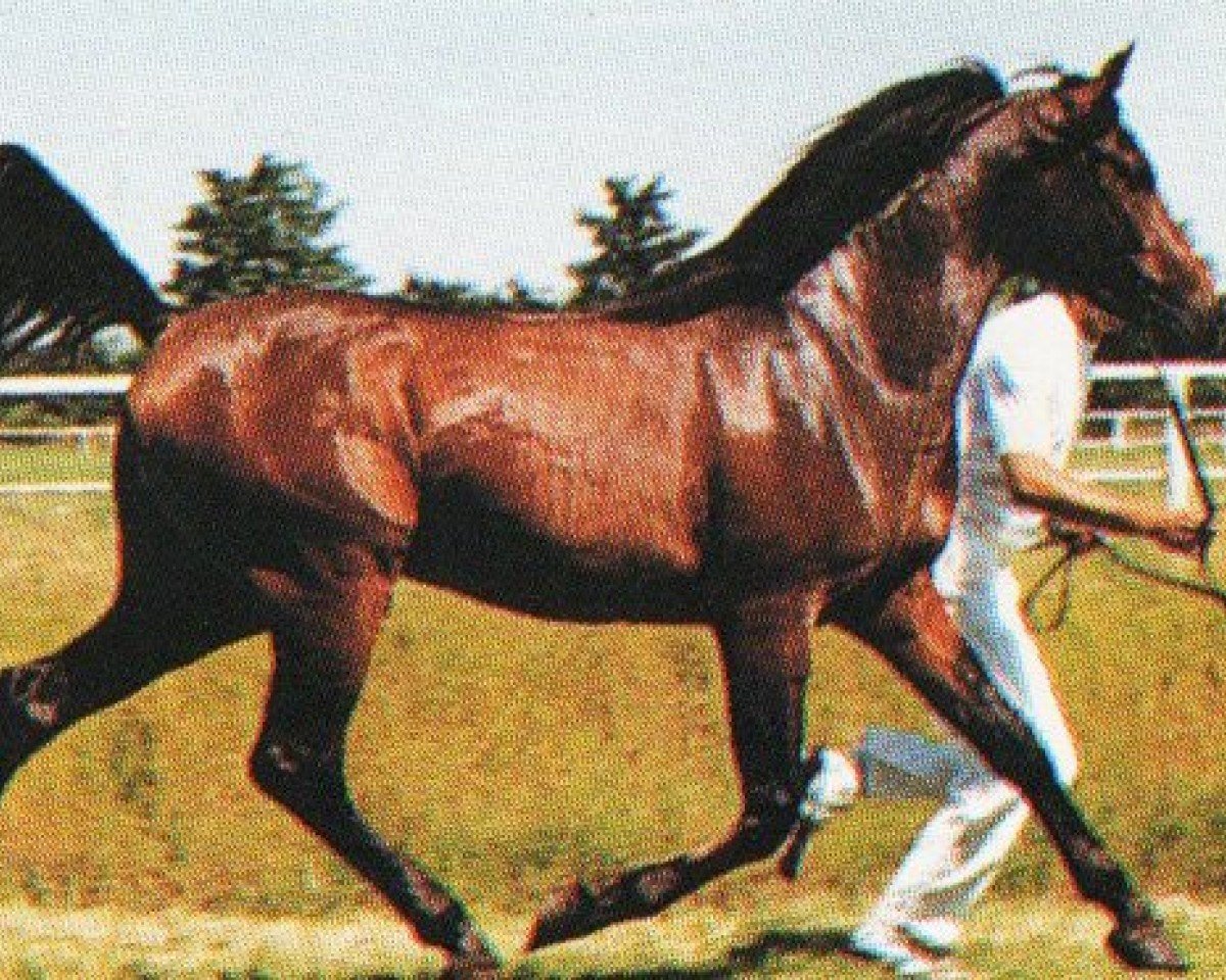 Deckhengst Karenin ox (Vollblutaraber, 1989, von Ibn Blue Hassan ox)
