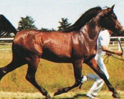 stallion Karenin ox (Arabian purebred, 1989, from Ibn Blue Hassan ox)
