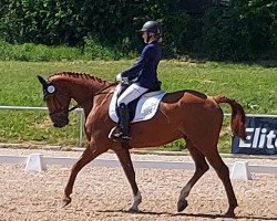 dressage horse Lambadero 4 (Bavarian, 2003, from Landprinz)