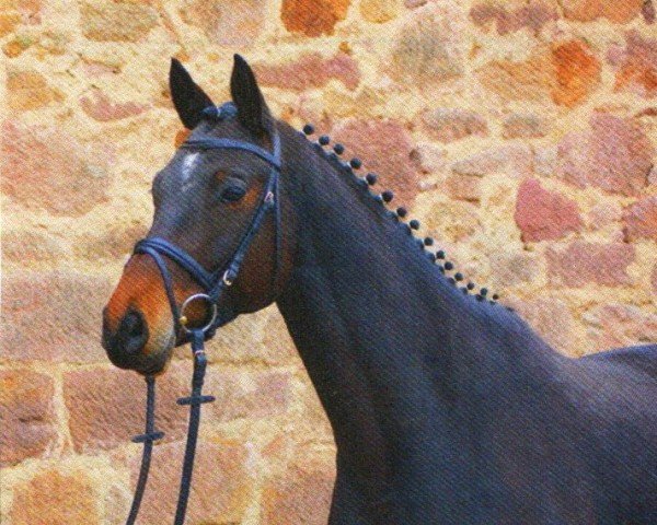 broodmare Intuition II (Trakehner, 2005, from Königsmarck)