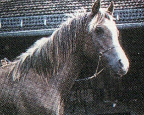 Pferd Monahi ox (Vollblutaraber, 1990, von El Mokari ox)