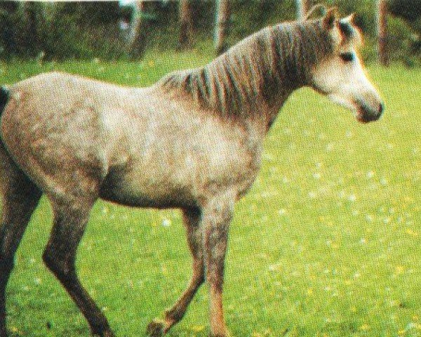 Deckhengst Cairo ox (Vollblutaraber, 1988, von El Thay Masoud ox)