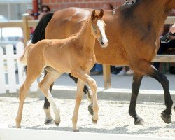 dressage horse Stute von Sir Heinrich / Belissimo (Hanoverian, 2017, from Sir Heinrich OLD)