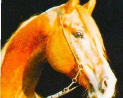 horse Shogem (Arabian, 1985, from Plakat ox)