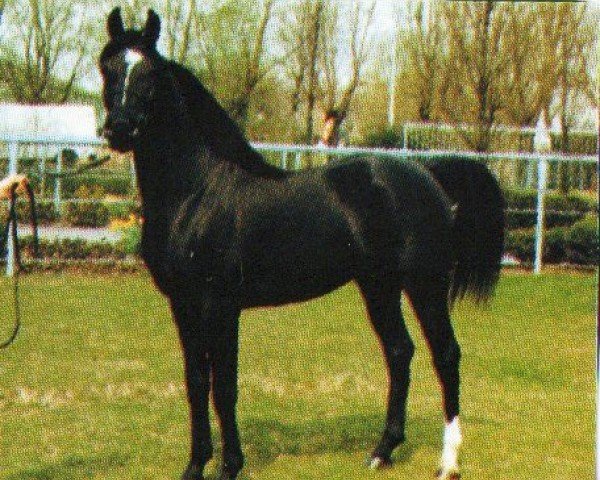 stallion Waseem Saaraakh ox (Arabian purebred, 1985, from AK Waseem Montaal EAO)