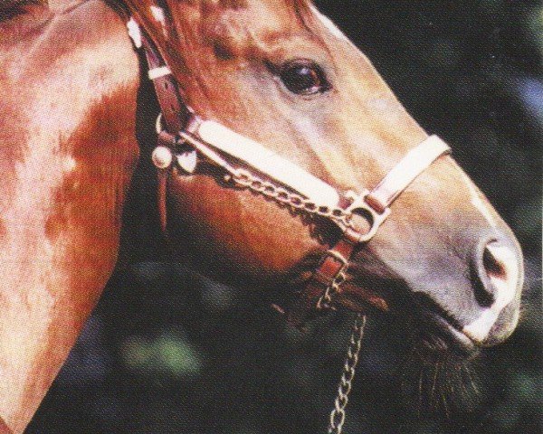 horse Tejons Lttle Playboy (Quarter Horse, 1990, from Freckles Playboy)