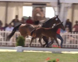 dressage horse Fräulein von Possenhofen (Westphalian, 2019, from Fürst Samarant)