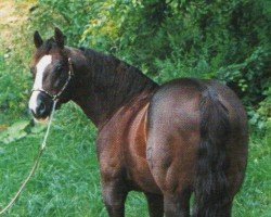 horse New Jack City (Quarter Horse, 1992, from Hollywood Jac 86)