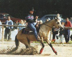 stallion Expensive Hobbit (Quarter Horse, 1982, from Hobby Horse)