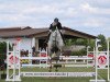 jumper Casper 369 (Oldenburg show jumper, 2009, from Cellestino)