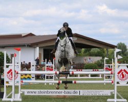 jumper Casper 369 (Oldenburg show jumper, 2009, from Cellestino)