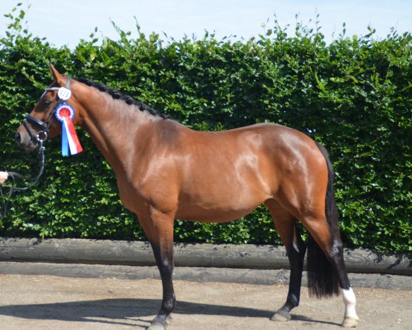 broodmare L-Uniqe LW (Holsteiner, 2018, from Unlimited)