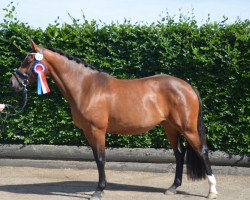 broodmare L-Uniqe LW (Holsteiner, 2018, from Unlimited)