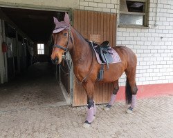 dressage horse Aimée (Zweibrücken, 2009, from Accent S)