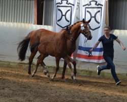 broodmare Look At Me (Hanoverian, 2014, from Lordanos)