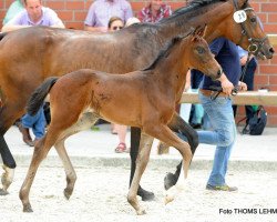 dressage horse Frieda 397 (Westphalian, 2017, from For Final)