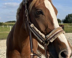 dressage horse Bianca Bellissima (Hanoverian, 2017, from Best of Gold)