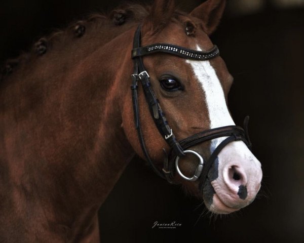 jumper Mönchhof´s Feline (Welsh mountain pony (SEK.A), 2009)