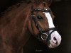 broodmare Mönchshof's Celine (Welsh mountain pony (SEK.A), 2009, from Uiterwaarden's Prins Abdullah)