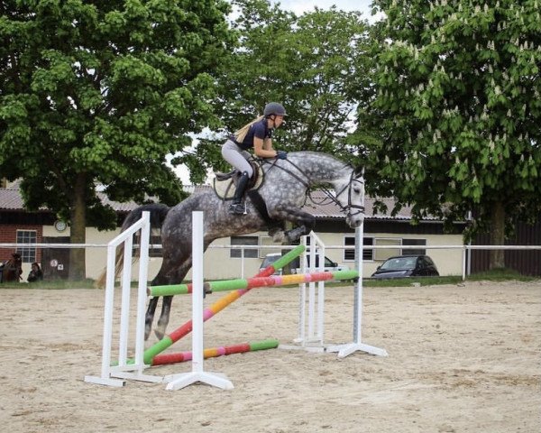 jumper Quinley 5 (Hanoverian, 2012, from Quality Time)