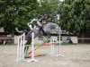 jumper Quinley 5 (Hanoverian, 2012, from Quality Time)