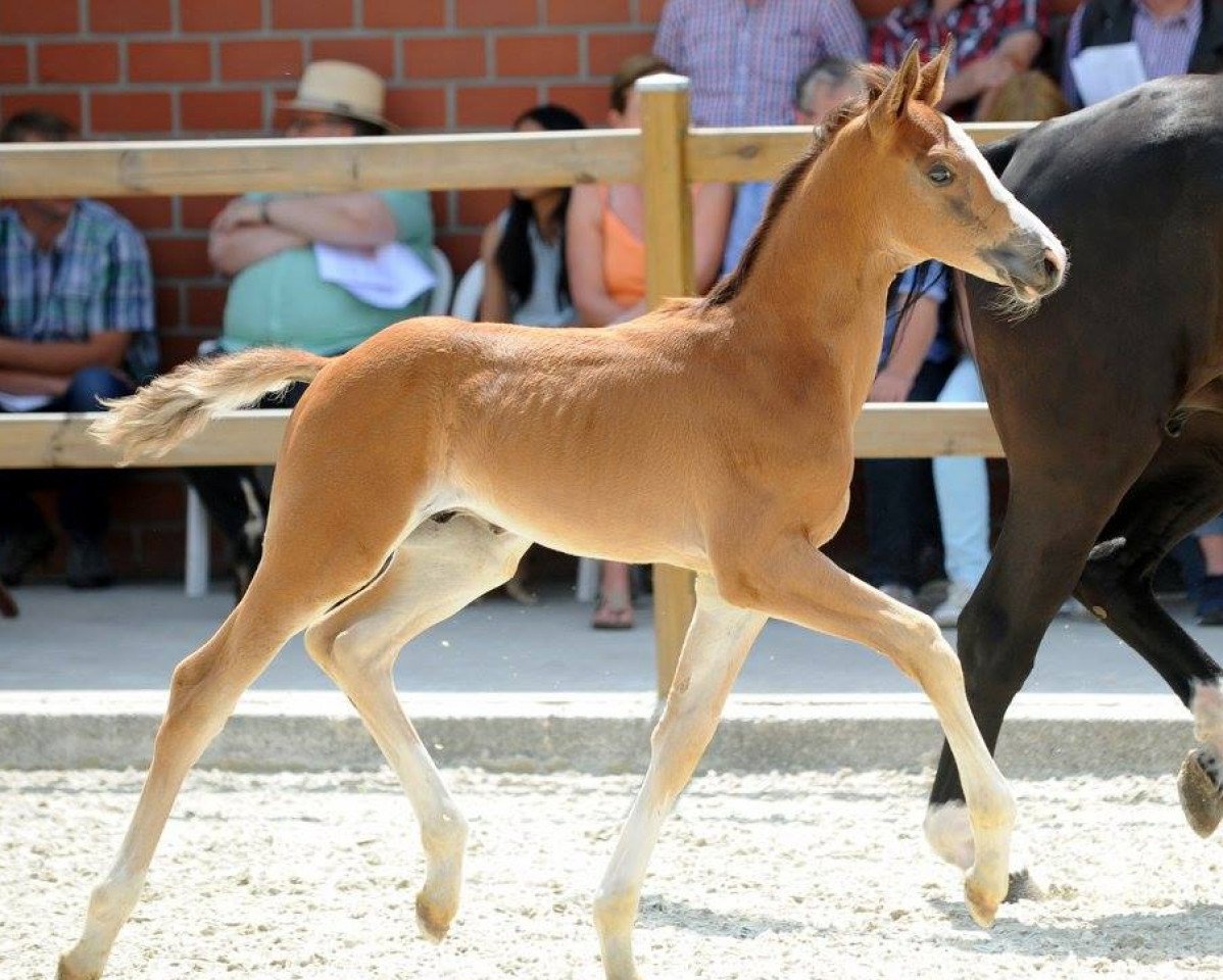 Dressurpferd Baileys Sg (Westfale, 2017, von Baccardi)