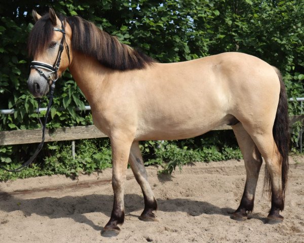 horse Fritz 732 (Fjord Horse, 2017, from Don Kjærgaard)