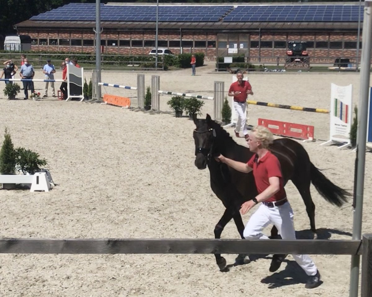 Zuchtstute Braaklander Dayola (Deutsches Reitpony, 2018, von Beautyful Stallion)