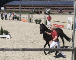 Zuchtstute Braaklander Dayola (Deutsches Reitpony, 2018, von Beautyful Stallion)