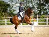 dressage horse Charming Boy Corax (Oldenburg show jumper, 2006, from Carry Gold)