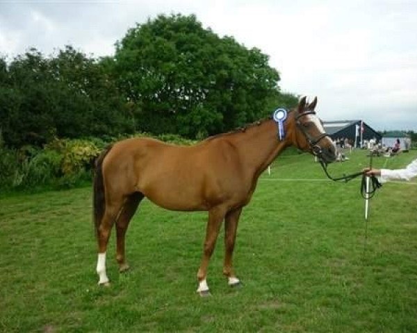 Zuchtstute 't Kleine Bos Liberty Elegant (Nederlands Welsh Ridepony, 1995, von Leuns Veld's Elegant)