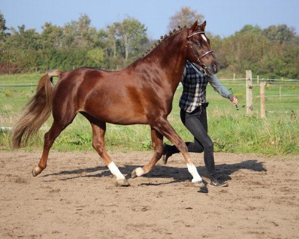 stallion Fiango W (Nederlands Welsh Ridepony, 1995, from Valentino)