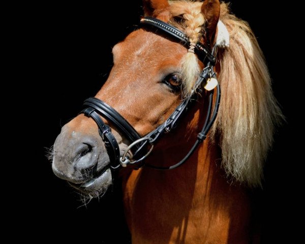 Pferd Max 4207 (Shetland Pony, 2009)