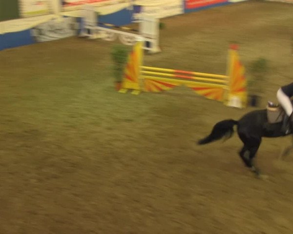 Spring-Pferde-Festival Lathen 2014