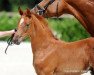 dressage horse Stute von For Final / Lissabon (Westphalian, 2017, from For Final)