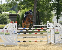 jumper Yoshimi (KWPN (Royal Dutch Sporthorse), 2011, from Eldorado vd Zeshoek Tn)