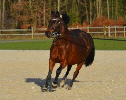 broodmare Debbie (Westphalian, 2006, from Der feine Lord AT)