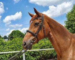 broodmare El Benique (Oldenburg, 2004, from Shine On)