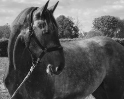 jumper Cayden Vl (German Sport Horse, 2017, from Cellestial)