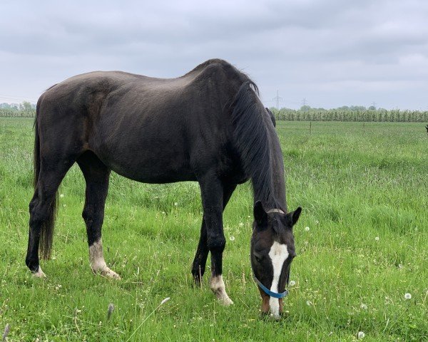 broodmare Warika (Oldenburg, 1994, from Liberty M)
