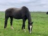 broodmare Warika (Oldenburg, 1994, from Liberty M)