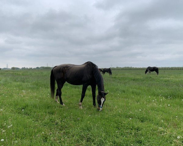 Zuchtstute Warika (Oldenburger, 1994, von Liberty M)