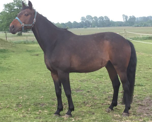 Dressurpferd Fiderio (Oldenburger, 2007, von Fidertanz)