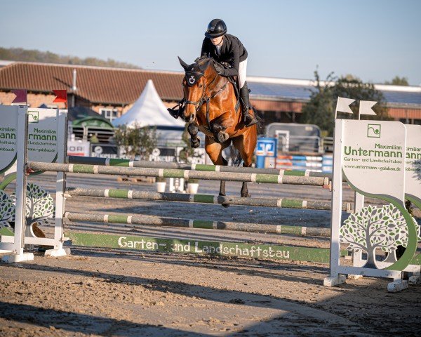 jumper Cornesina Melloni (Zangersheide riding horse, 2019, from Cornet Obolensky)