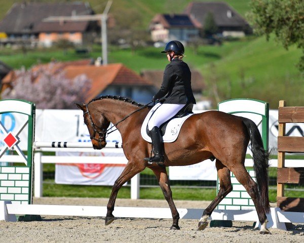 Pferd Rimini IV CH (Schweizer Warmblut, 2009, von Riccione)