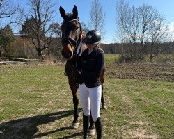 jumper Snorra (Hanoverian, 2011, from Satisfaction FRH)