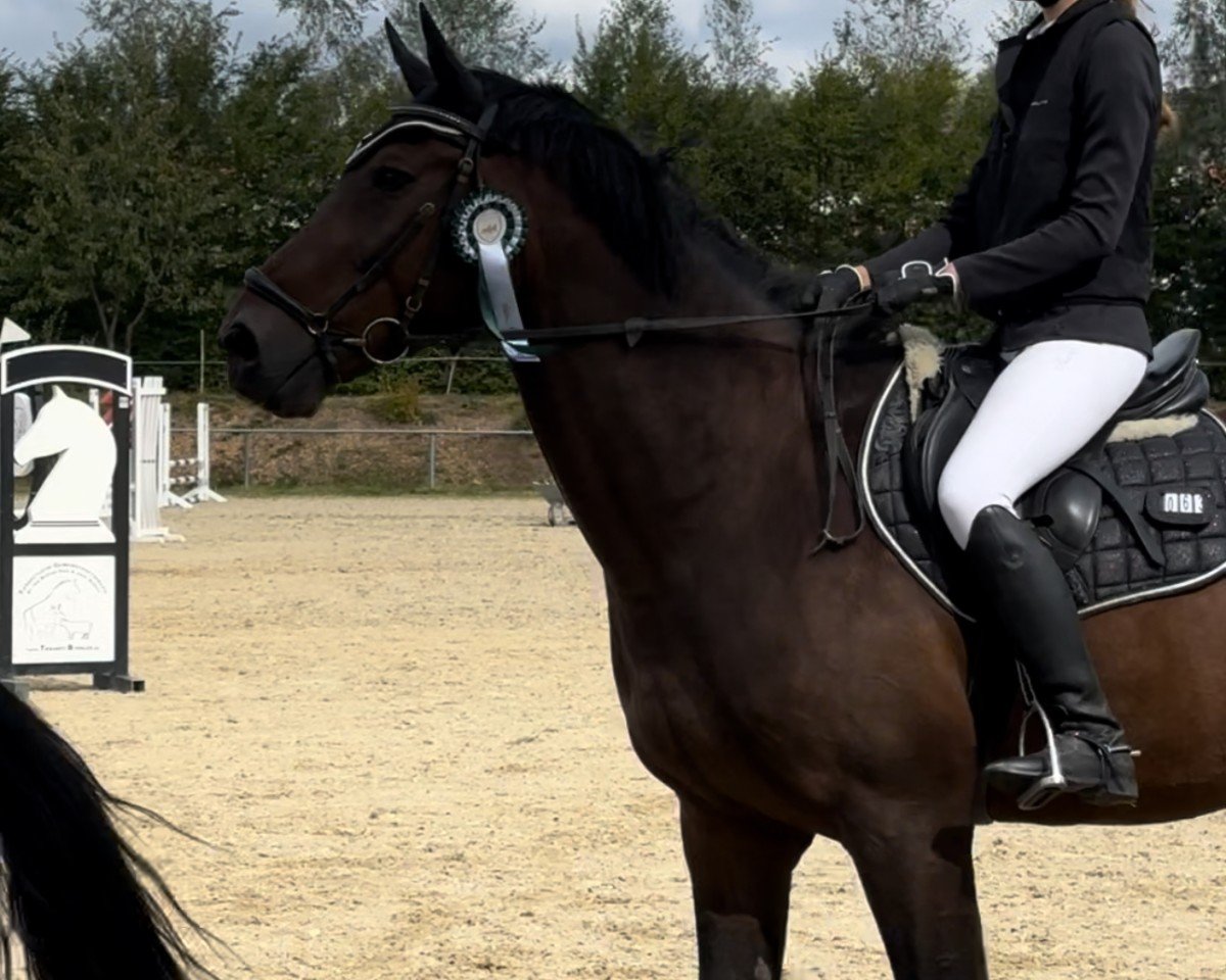 jumper Enzo van Breeveld (KWPN (Royal Dutch Sporthorse), 2009, from Amadeus)
