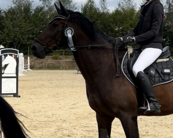 Springpferd Enzo van Breeveld (KWPN (Niederländisches Warmblut), 2009, von Amadeus)