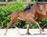 dressage horse Stute von Baccardi / Rock Forever (Westphalian, 2017, from Baccardi)